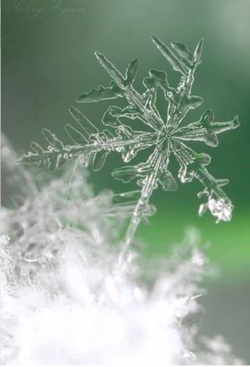 “Blessed is the season that engages the whole world in a conspiracy of love.” Hamilton Wright Mabie
